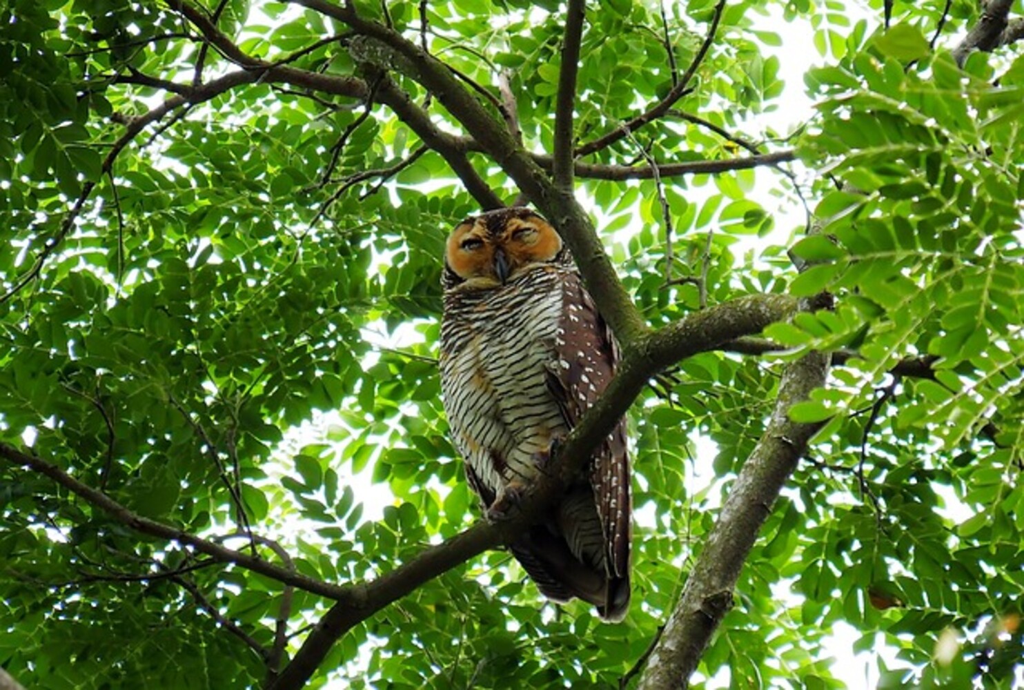 spotted-brown-wood-owl pixabay.com